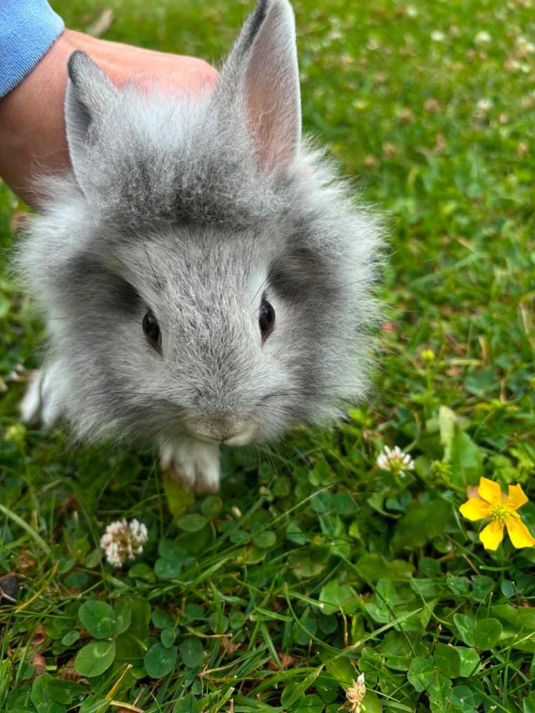 adorable bunnies are looking for a loving family
