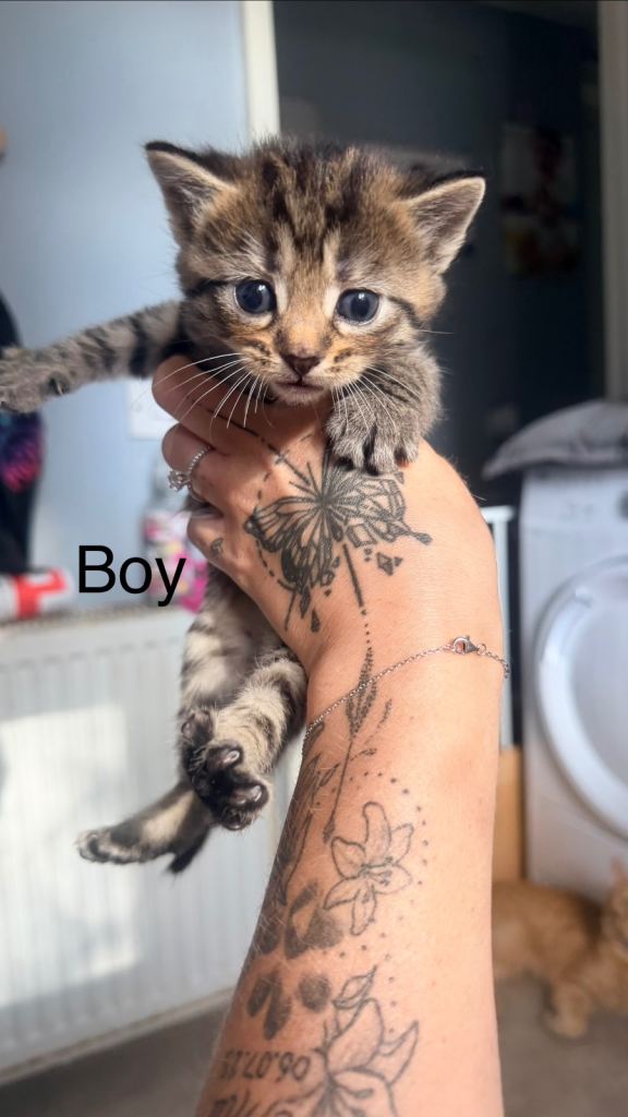 beautiful kitten