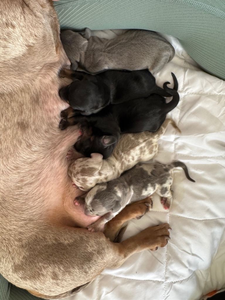 Miniature dachshund *LAST BOY OF THE LITTER*