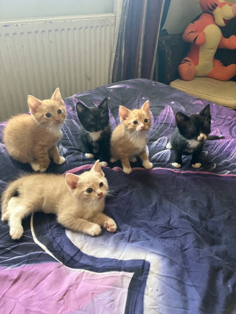 Cuddly kittens