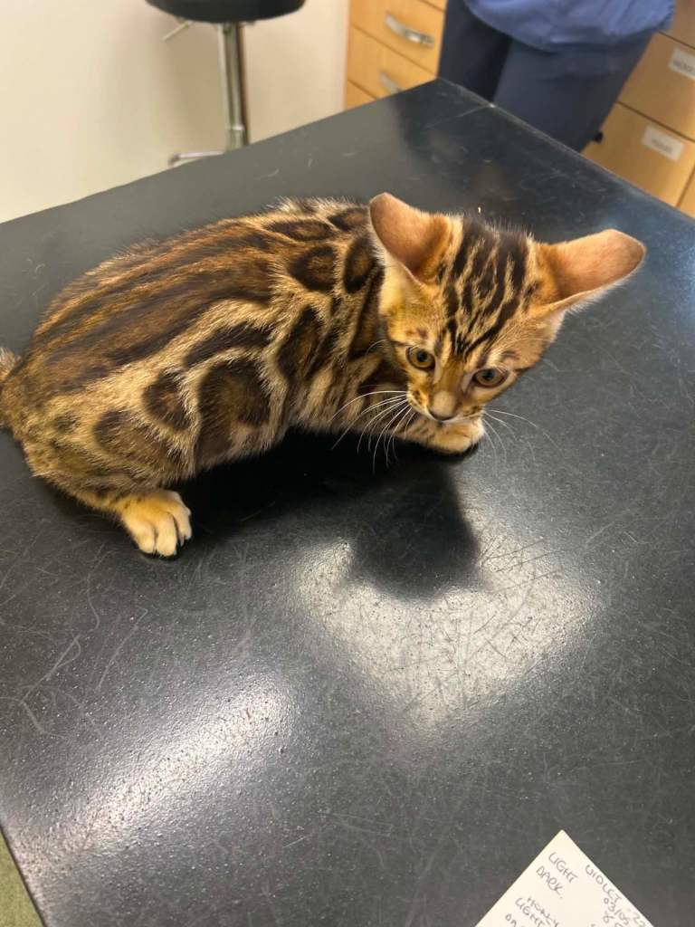 Bengal Kitten