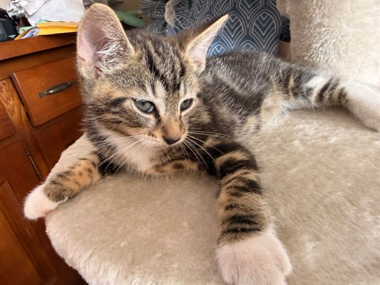 Beautiful Kittens for Sale – 9 Weeks Old