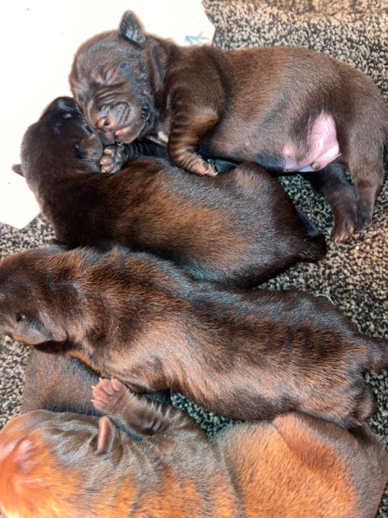 Shar pei x Labrador pups 