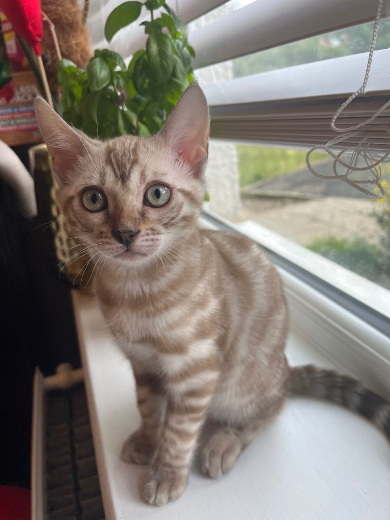 Stunning snow bengal (female) 