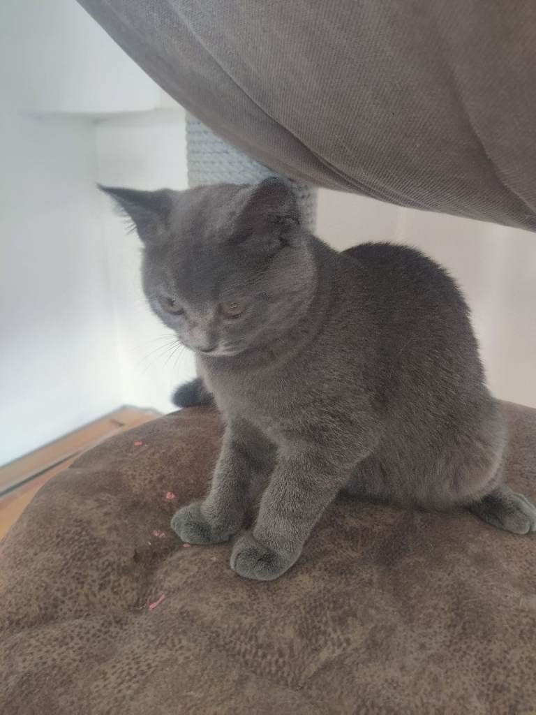 BSH kittens for sale 