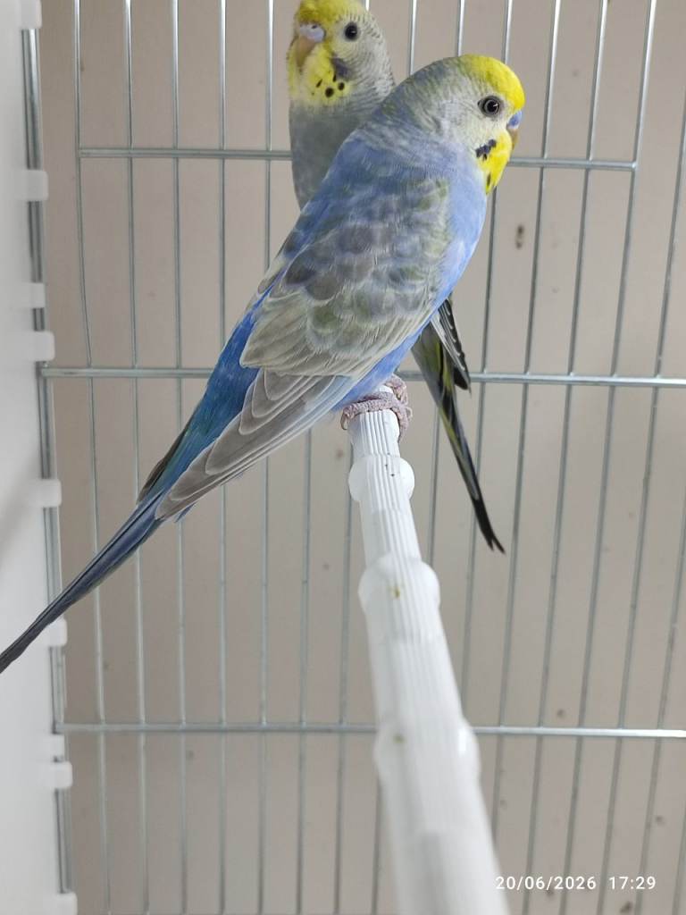 Budgies 