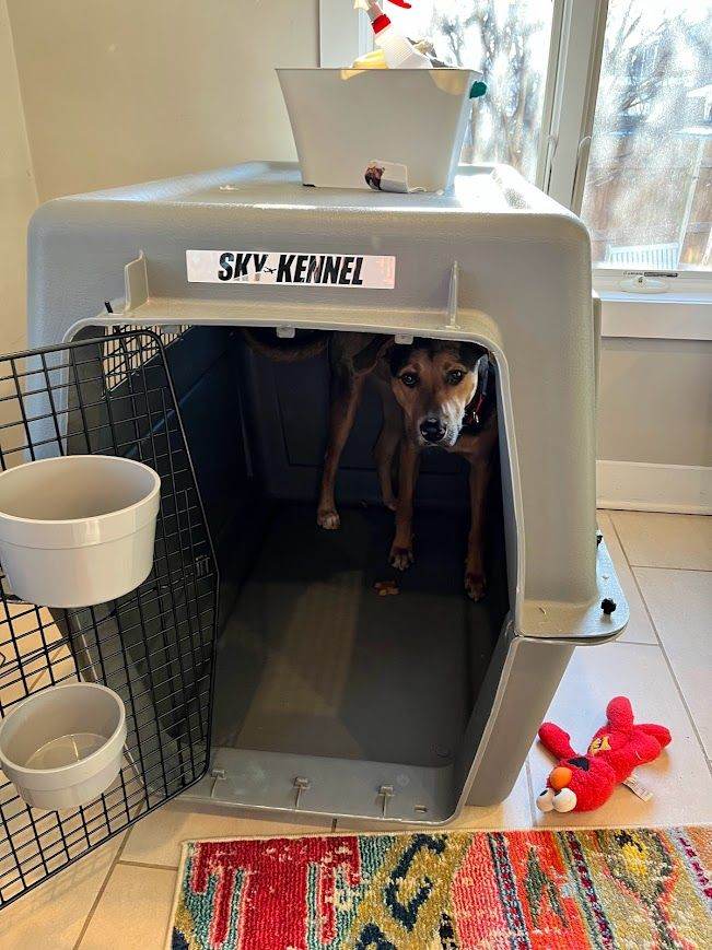 Giant Petmate Sky Kennel Travel Crate (48 Inch / IATA Approved)
