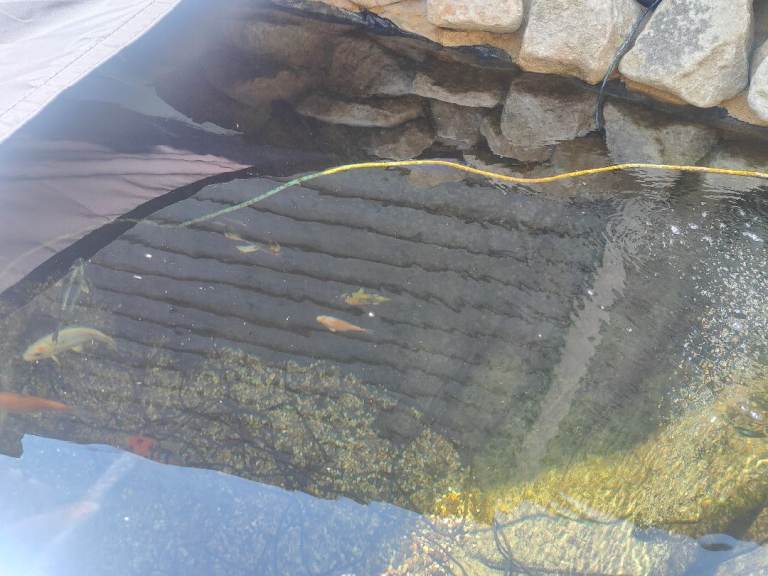 Koi Carp for Sale 