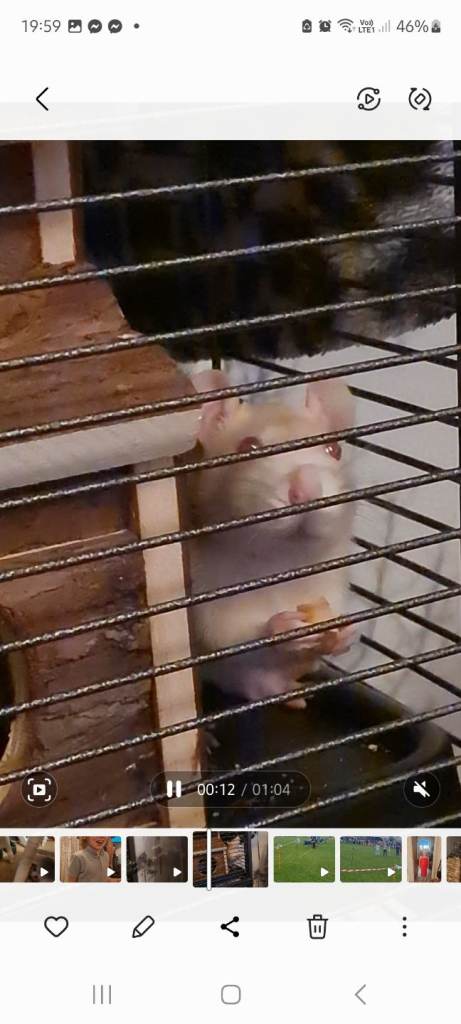 2 male rats