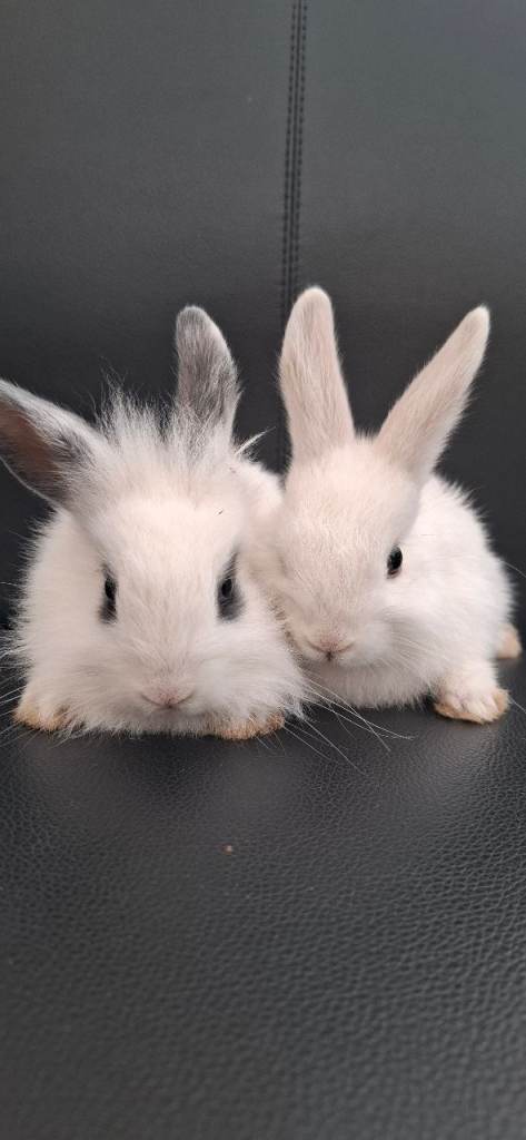 Rabbits for sale URGENT