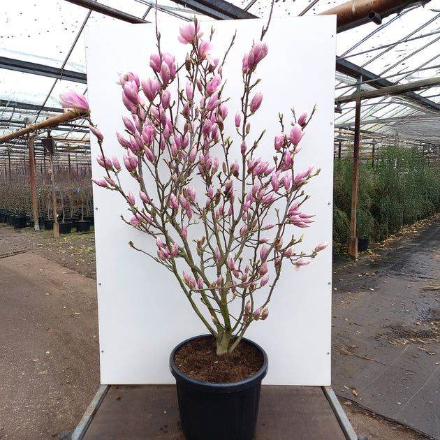 4.5ft Beautiful Magnolia 🌿🌸 RRP £109.99