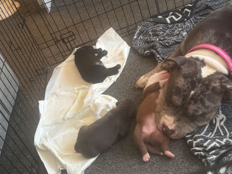 Pocket bully for sale