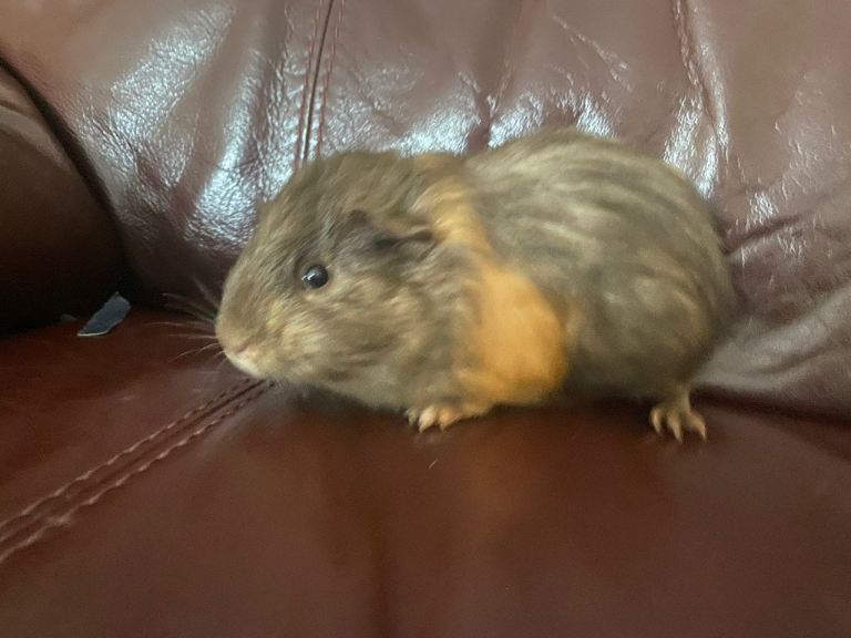Male Guinea pig