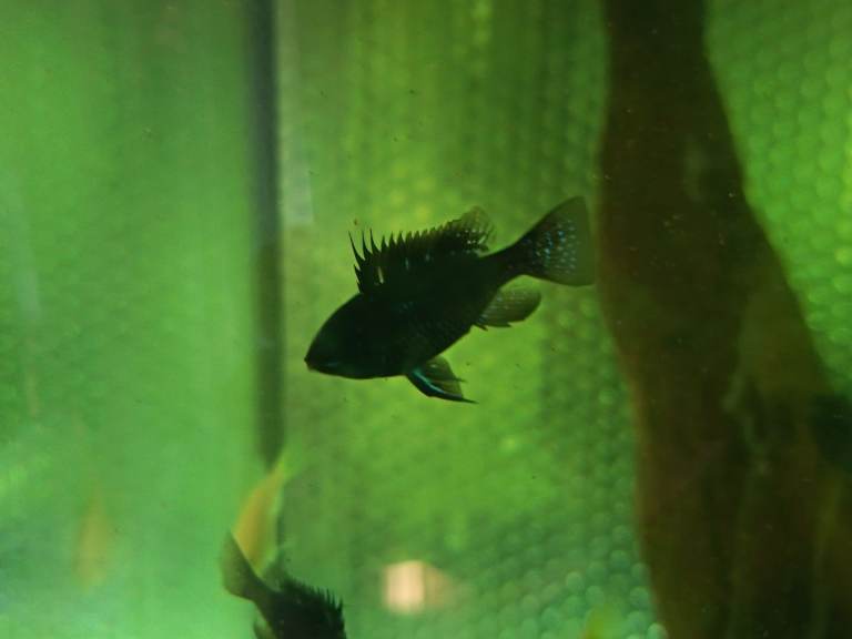 German ram cichlids -lemon blue eye plecos 🎉  Special offer 6 for £25 any type 🎊 