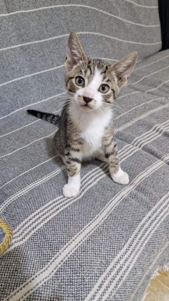 Two and a half months old kittens available. 