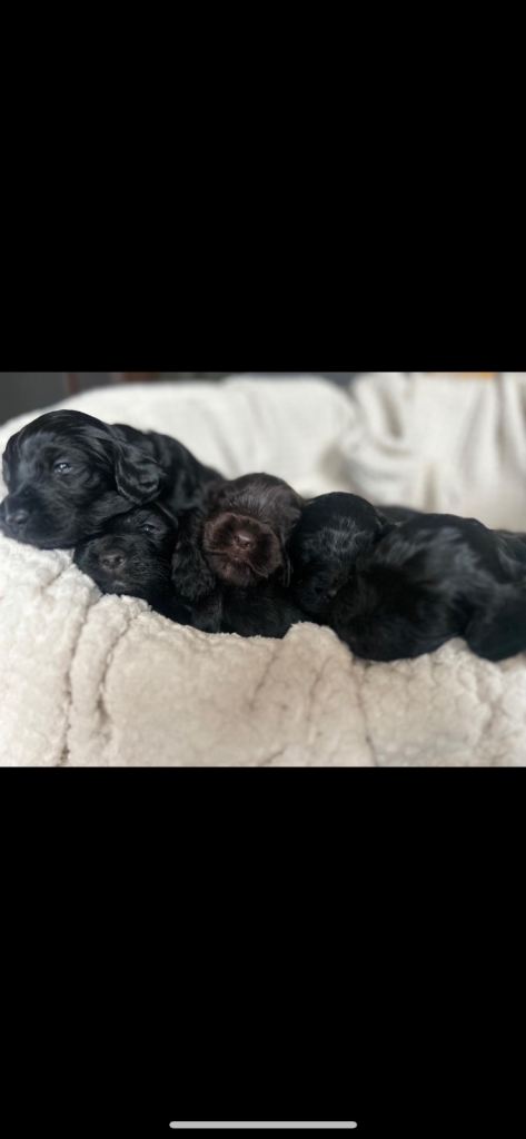 F2 Beautiful Cockapoo puppies for sale💗🐶👀🏡