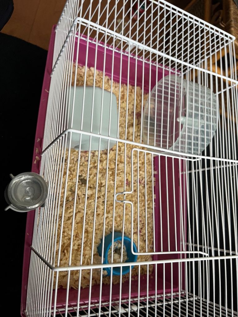 Super adorable ginger black baby hamster