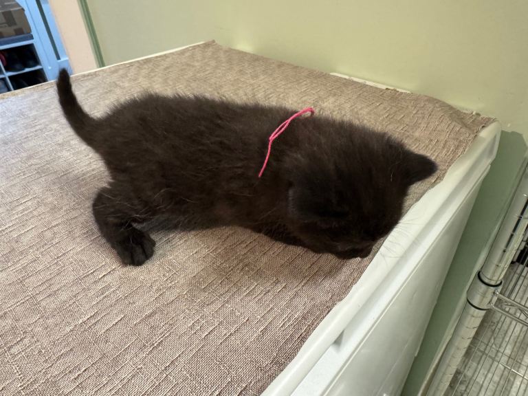 Beautiful half British short haired kittens 