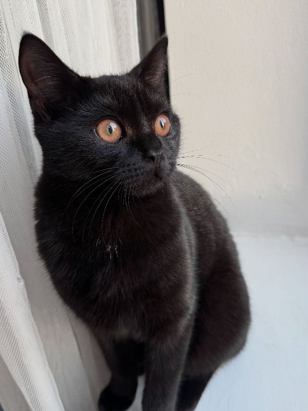 Black British short hair 