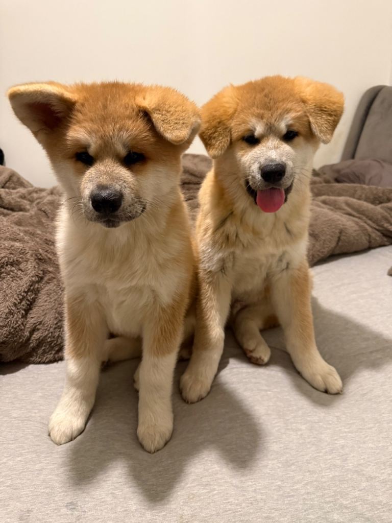 Akita puppies 