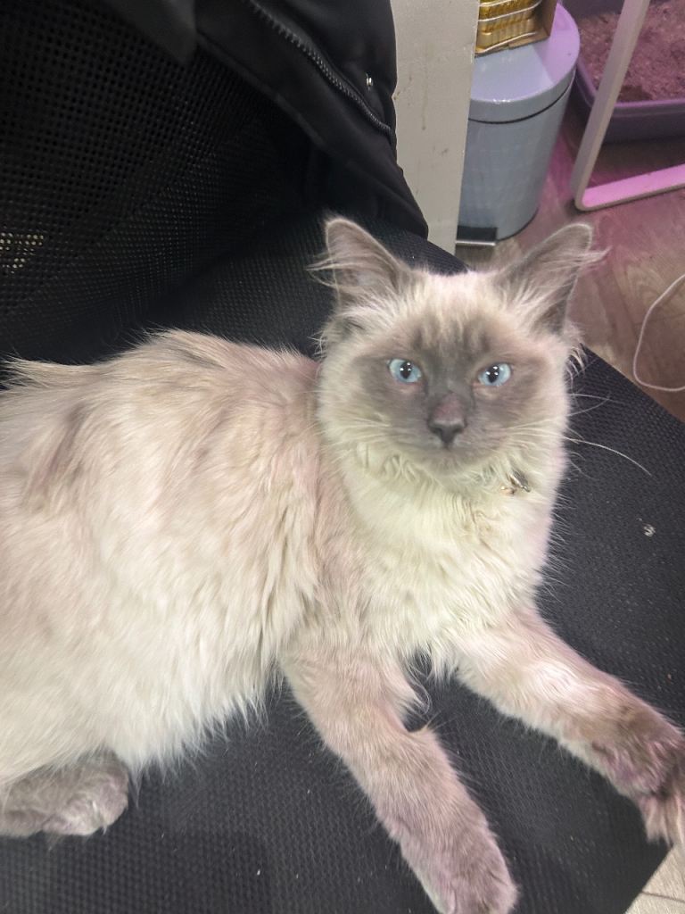Pure Ragdoll kitten for sale