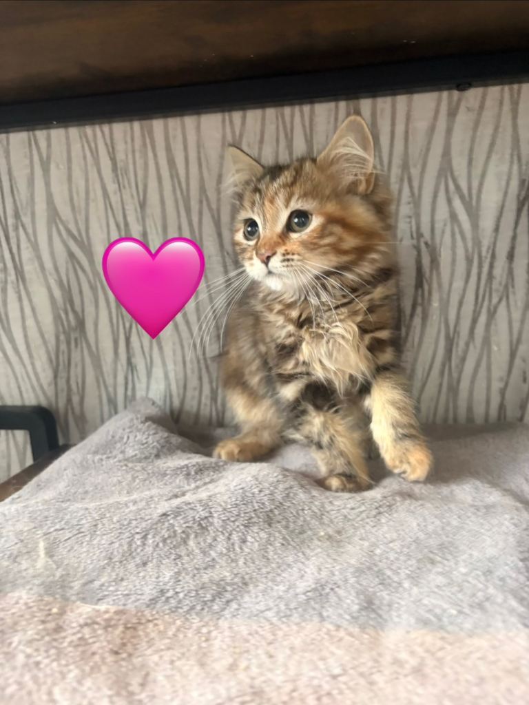Long haired kittens last girl remaining 
