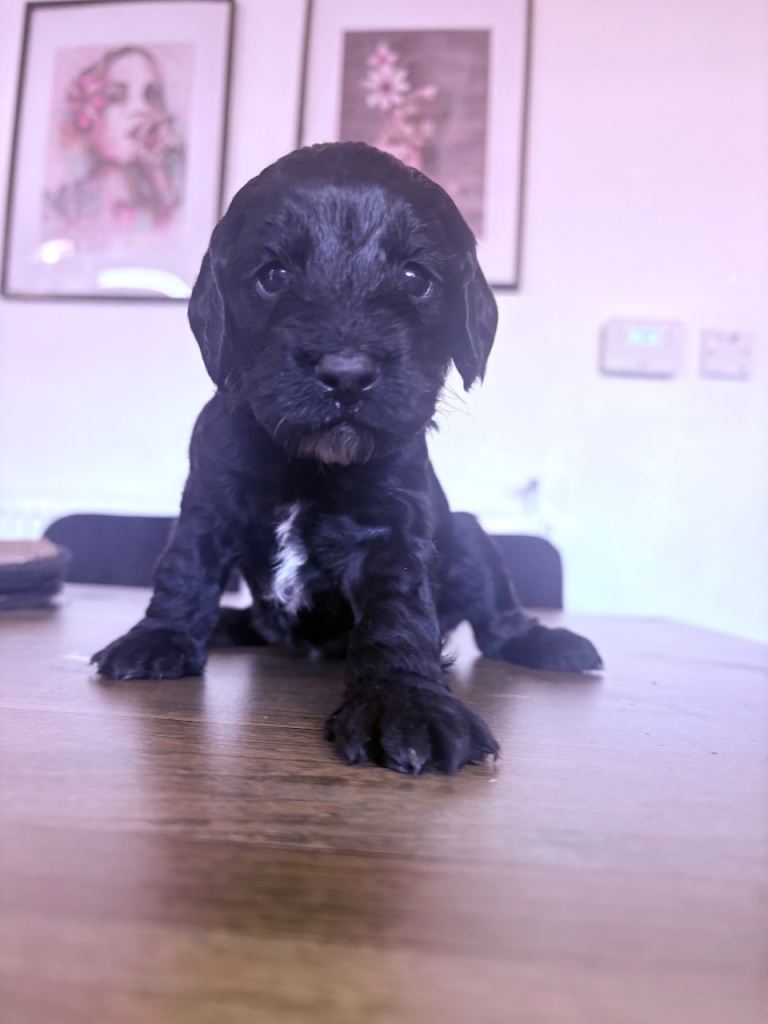 Sprockerpoo pups
