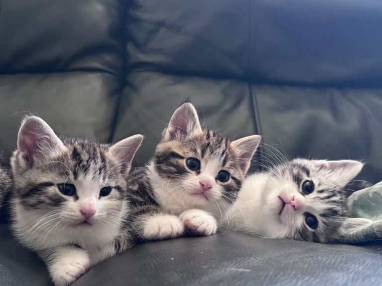 Male Silver BSH Kittens 