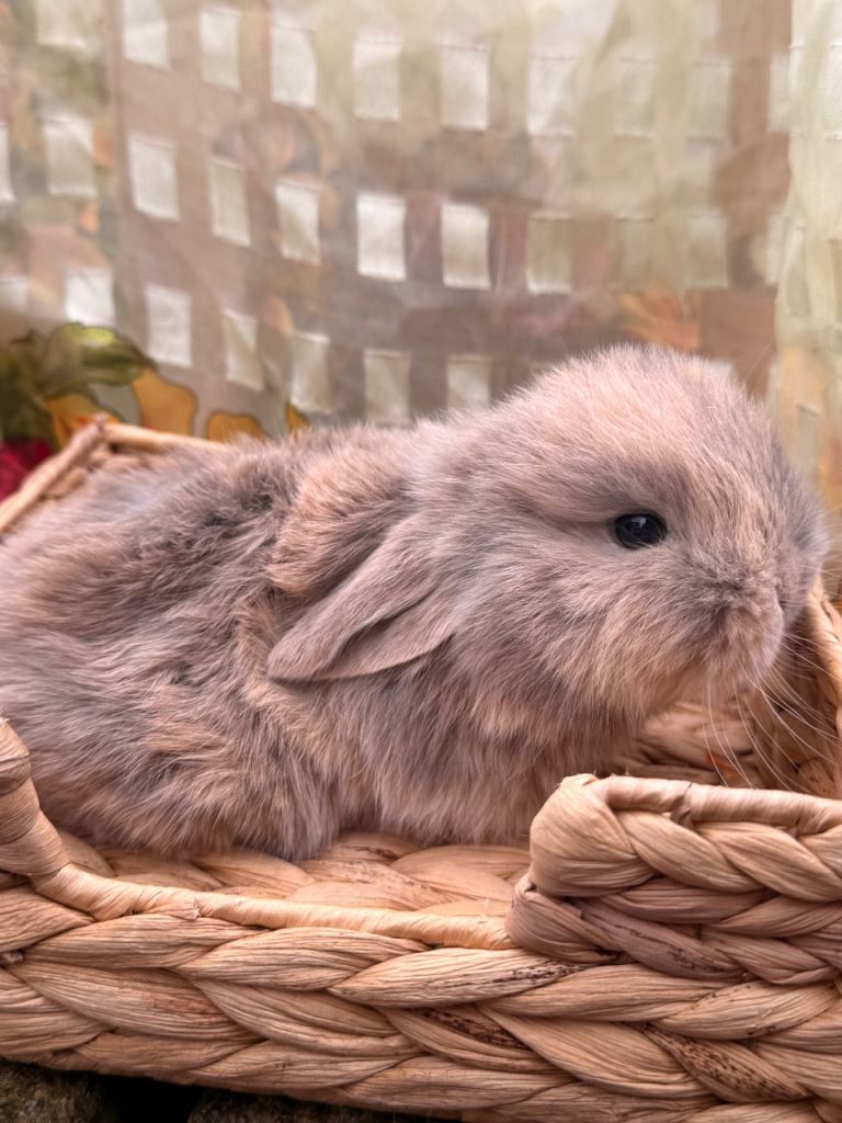 1 blue mini lop babies ready to reserve 