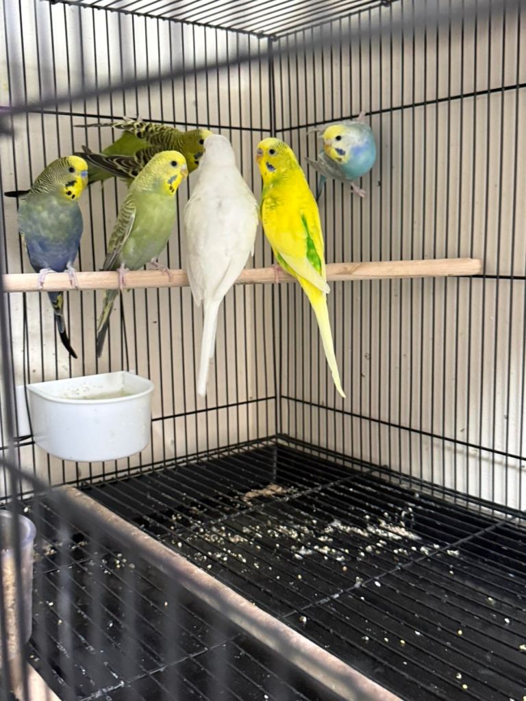 🐦 BEAUTIFUL BUDGIES – READY FOR NEW HOMES 🐦
