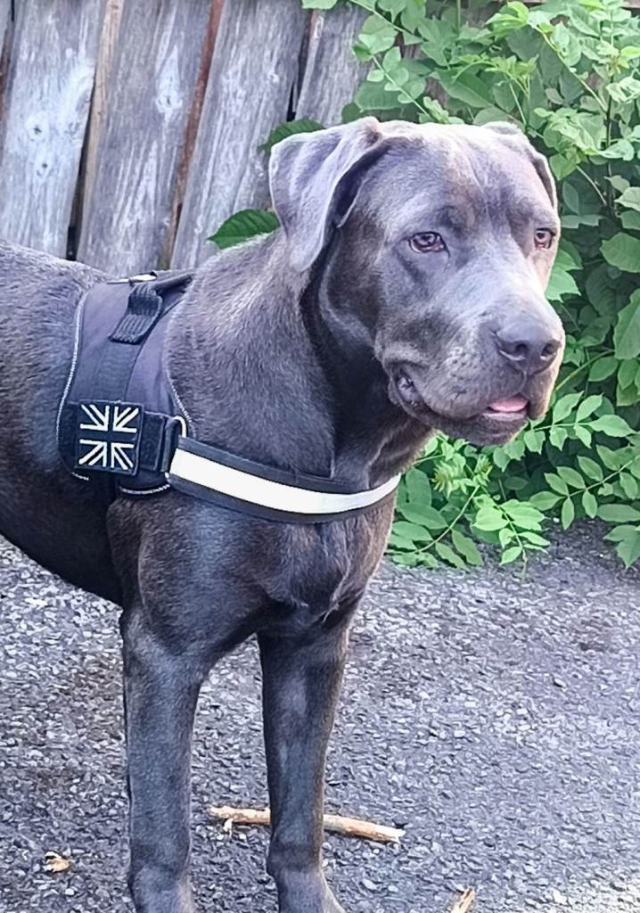 Cane corso 8 months old 