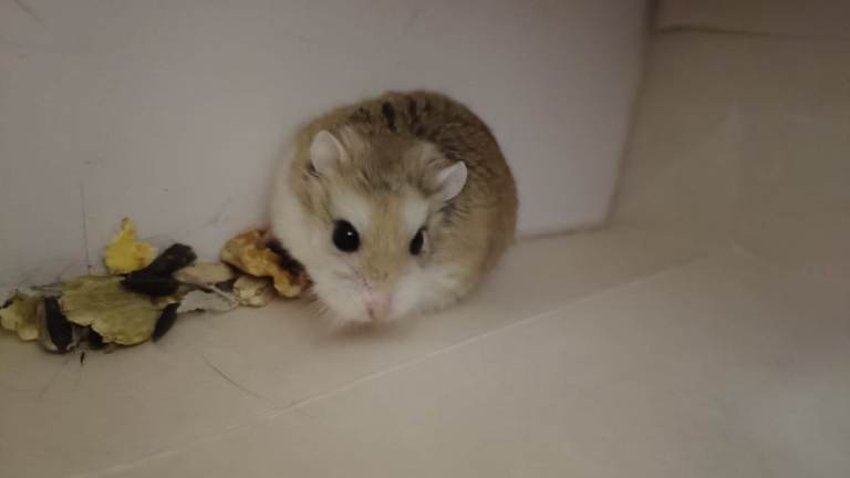 Dwarf hamster, cage and bedding