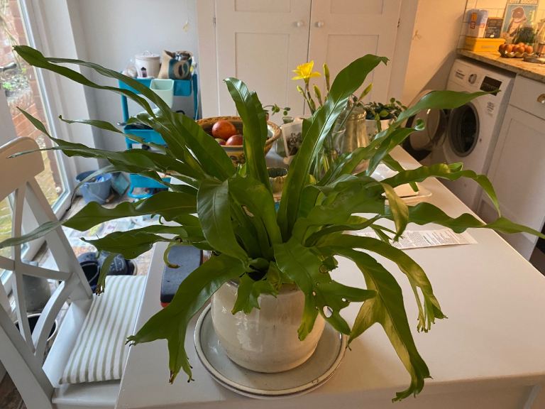  Birds Nest Fern