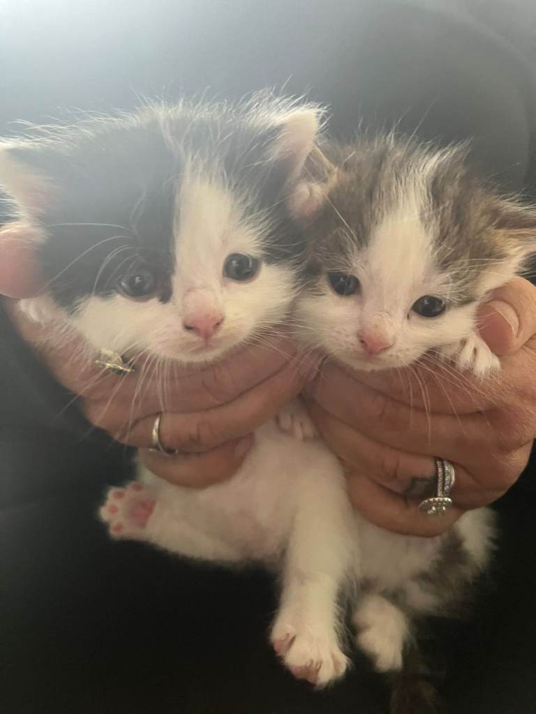 1 female kitten Mixed breed ..ragdoll/brit short hair