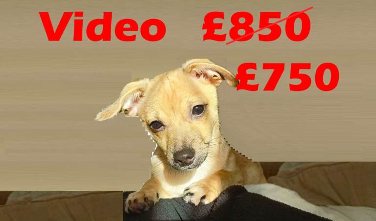 Jackawawa Bitch Fantastic Jack Russell Character with Chihuahua Charm 