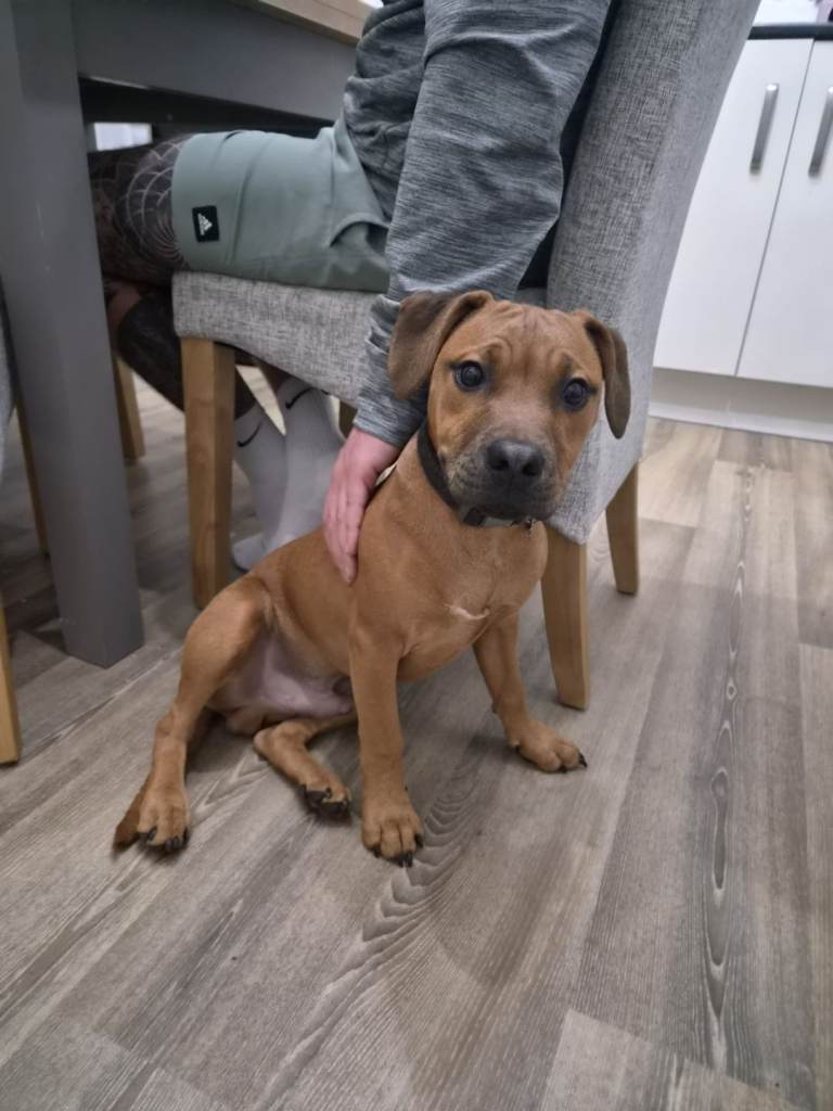 Staffy x patterdale