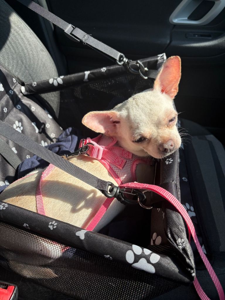 Chihuahua 2 years old 
