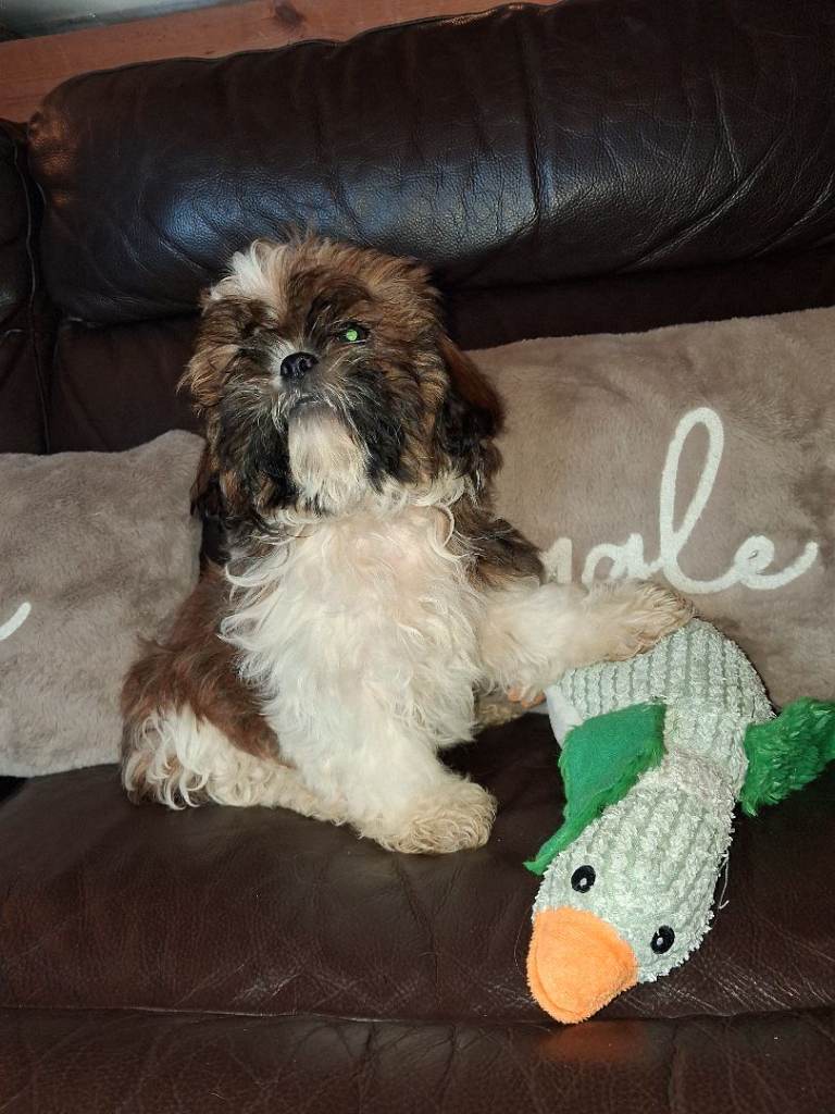 Beautiful Shih Tzu puppies 