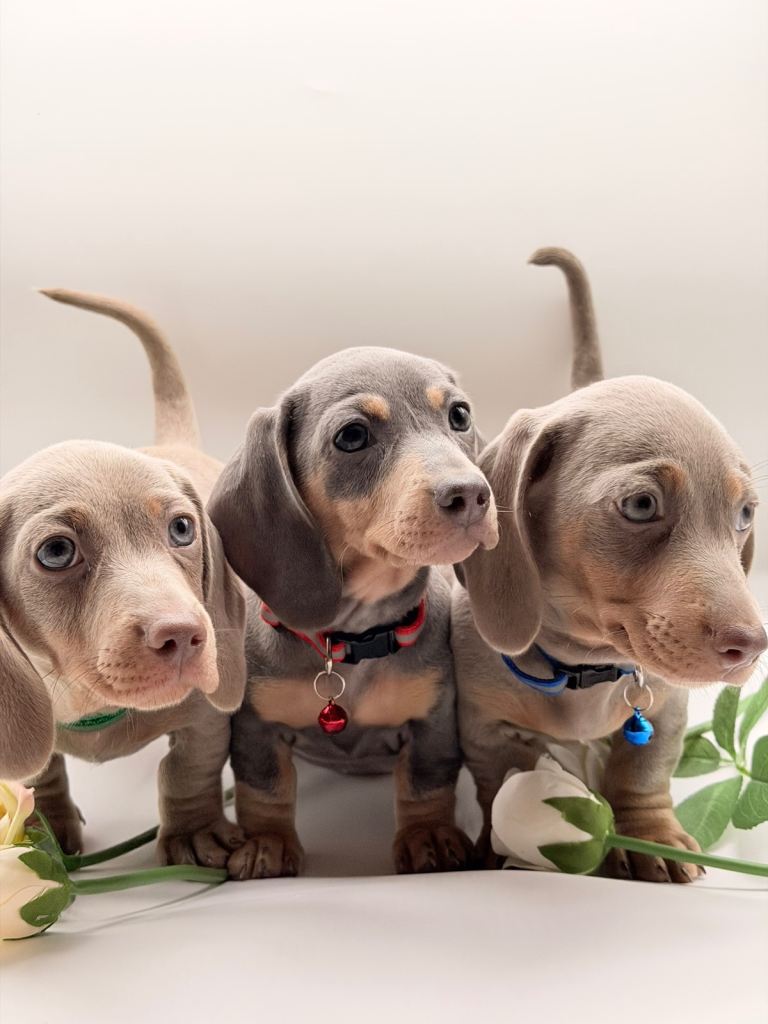 Miniature dachshund puppies 