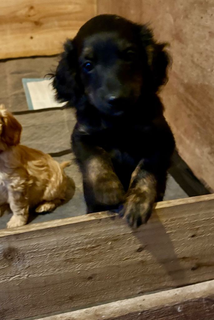 Last Black and Tan male Miniature Cockapoo pup