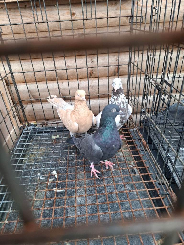 Highflying Tippler pigeons