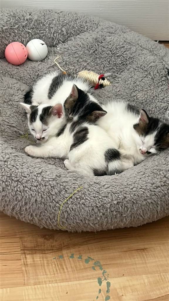 Kittens 