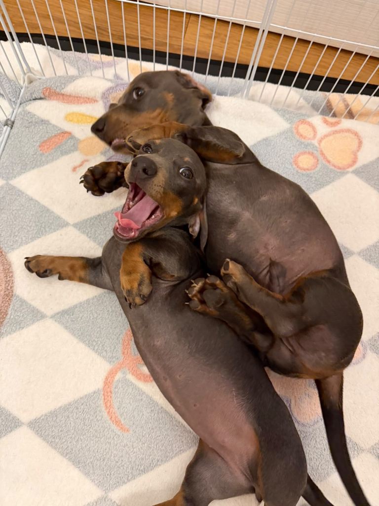  Miniature Blue & Tan Sausage Dog 🐶💙🤎