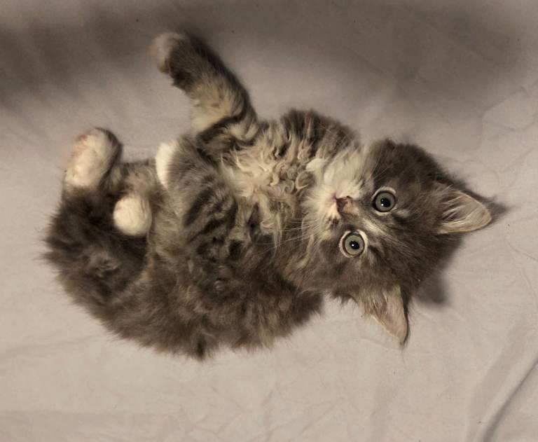 Adorable Kittens Looking for Forever Homes 