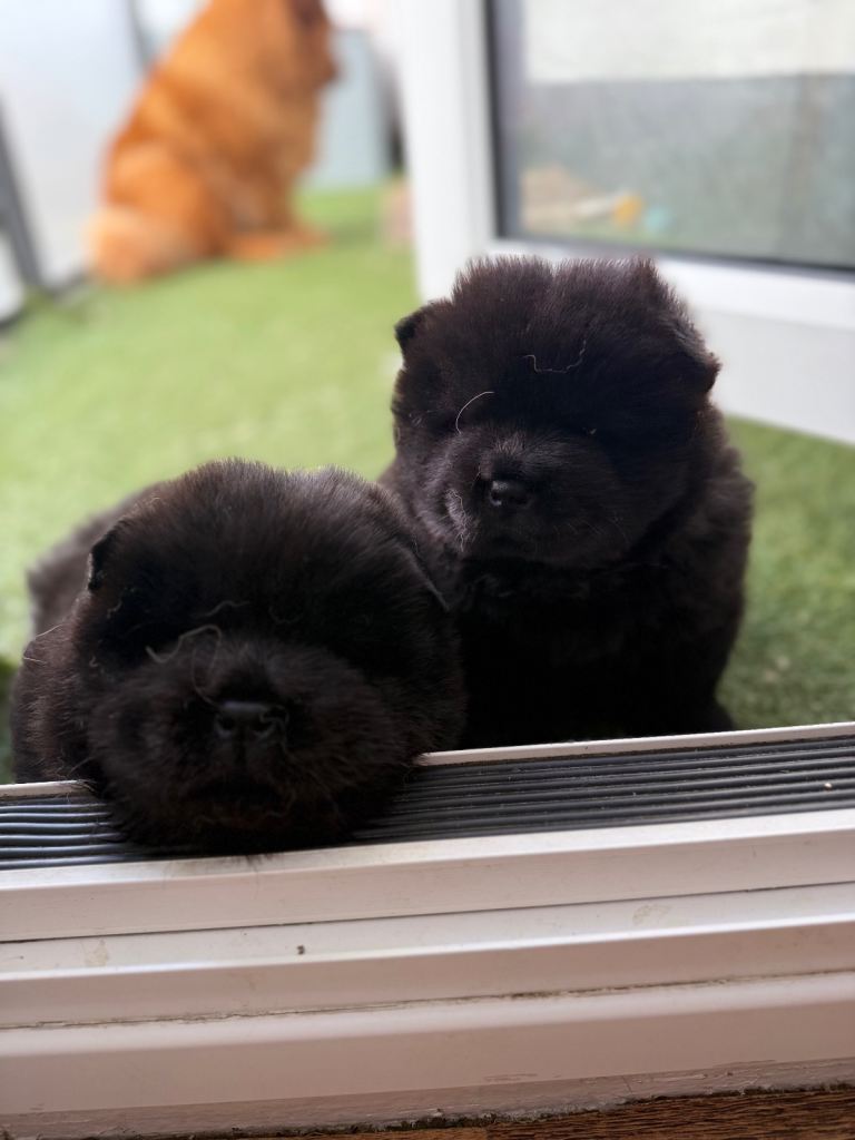 ✨ Exceptional Chow Chow Puppies – Purebred, Home Raised, KC Father ✨