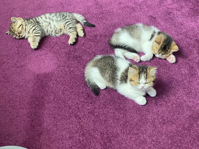 British Shorthair kittens Tabico Golden Tabby 