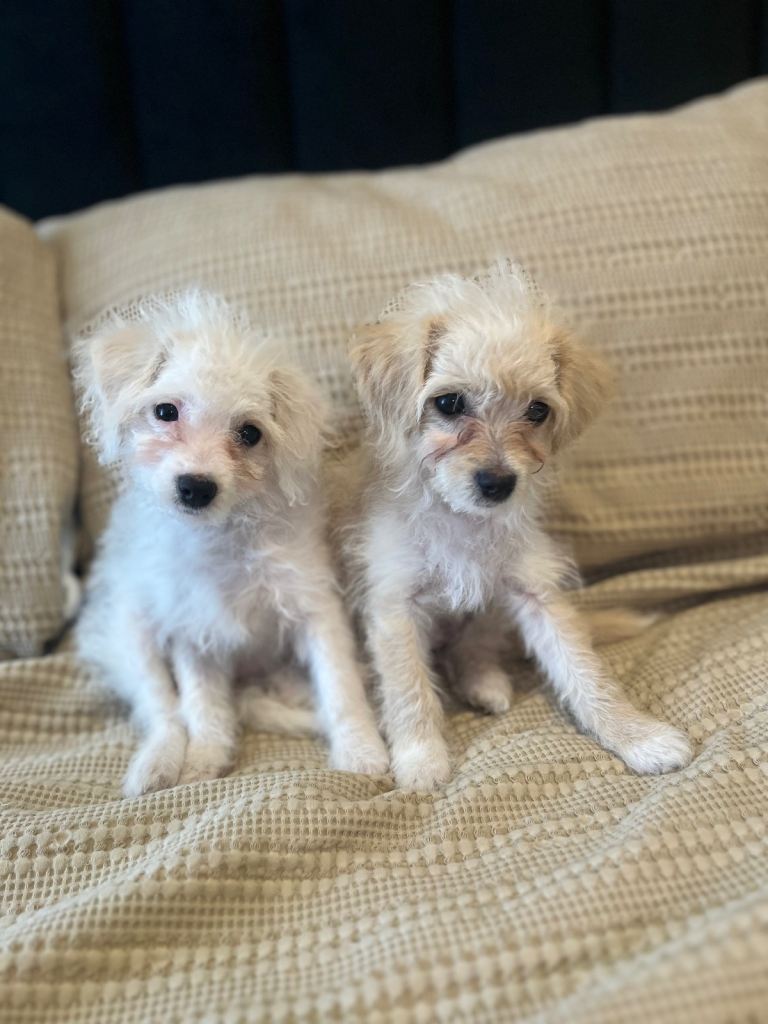 2 female Cavapoochon x Cockerpoo