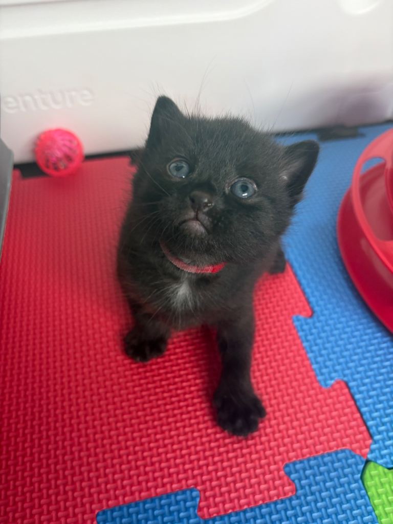 Kittens