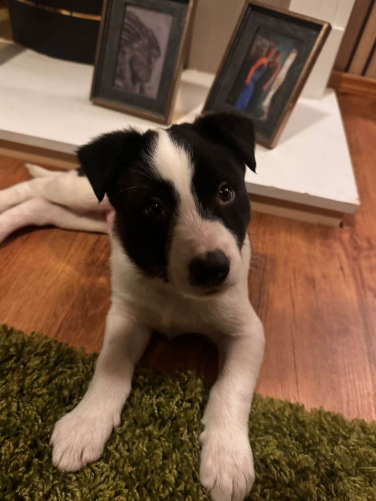 Beautiful sprollie pup 12 weeks 