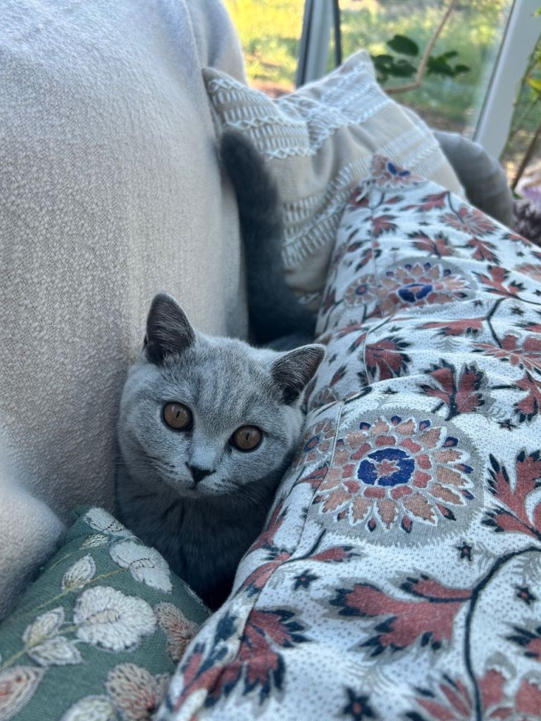 Beautiful British Shorthair kitten